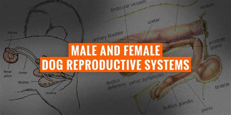 male dog knot|Canine reproduction